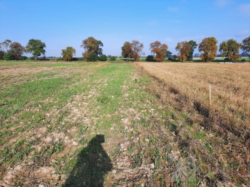 Działka Sprzedaż Kurów