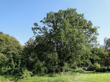 Działka Sprzedaż Kurów