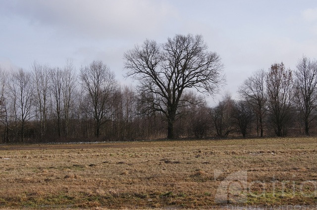 Działka Sprzedaż Jarzębowo 1