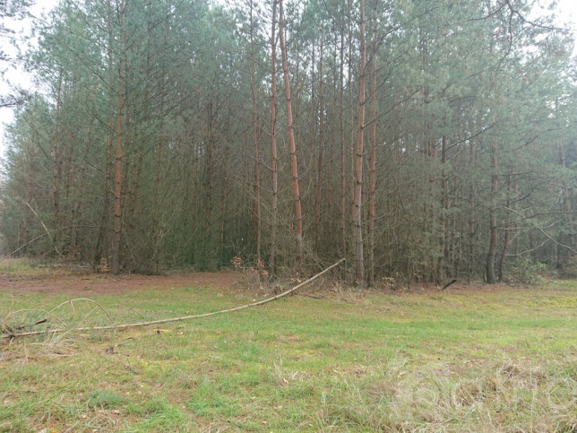 Działka Sprzedaż Starzyce 1